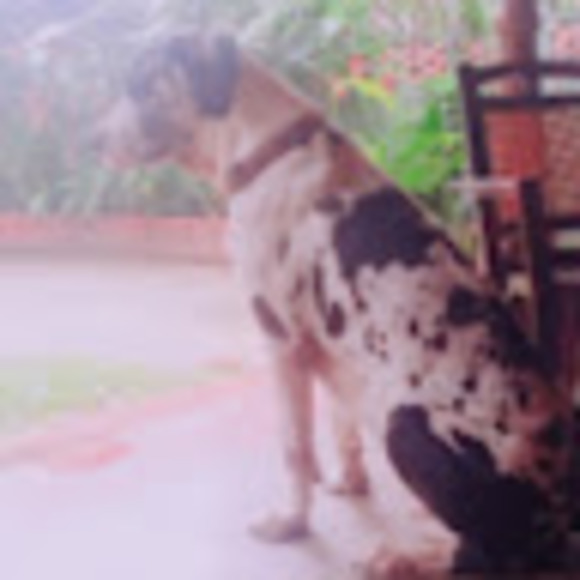 Meet your Posher, Ashelie - Picture 1 of 1